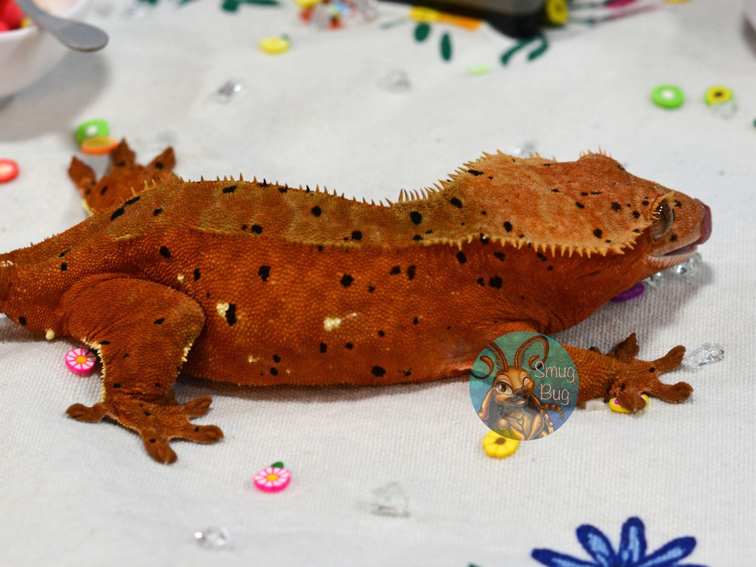"My Bloody Valentine" Softscale Red Phantom Dalmatian with Portholes Proven Female Crested Gecko