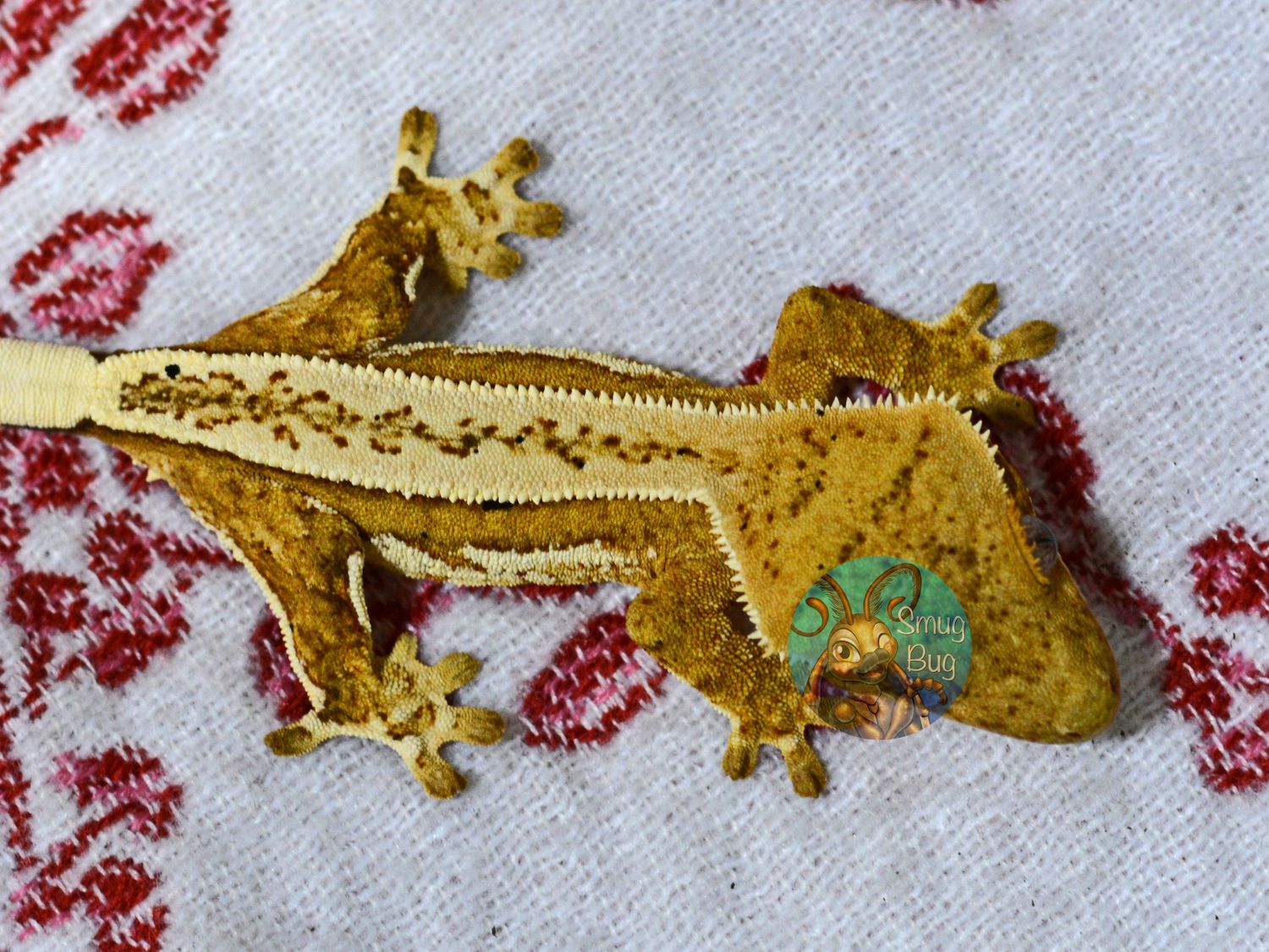 "Northern Cardinal" Yellow Orange Pinstripe Quadstripe Juvenile Female Crested Gecko
