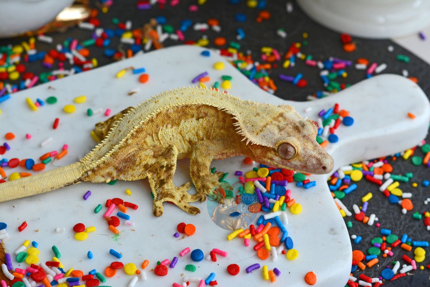 "Void" Adult proven female yellow pinstripe harlequin crested gecko
