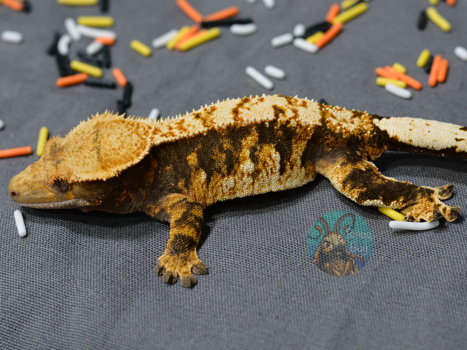 "Wicked Wonderland" Dark based tricolor harlequin adult female crested gecko