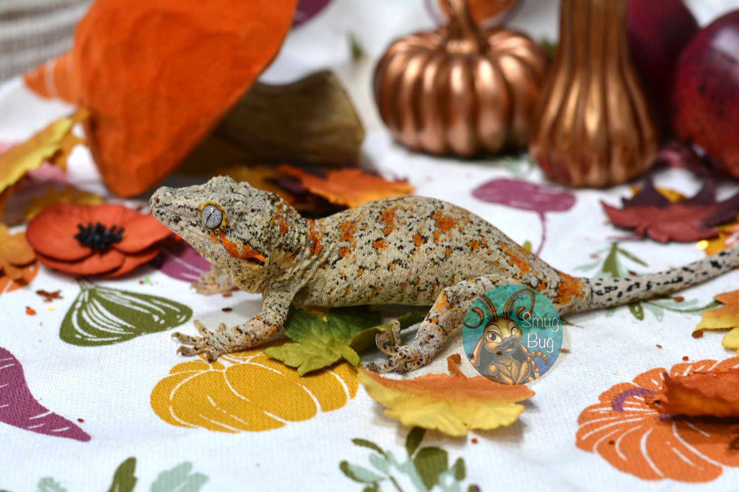 "Rosemary's Baby" Adult Proven Male Orange blotch Reticulated Gargoyle Gecko