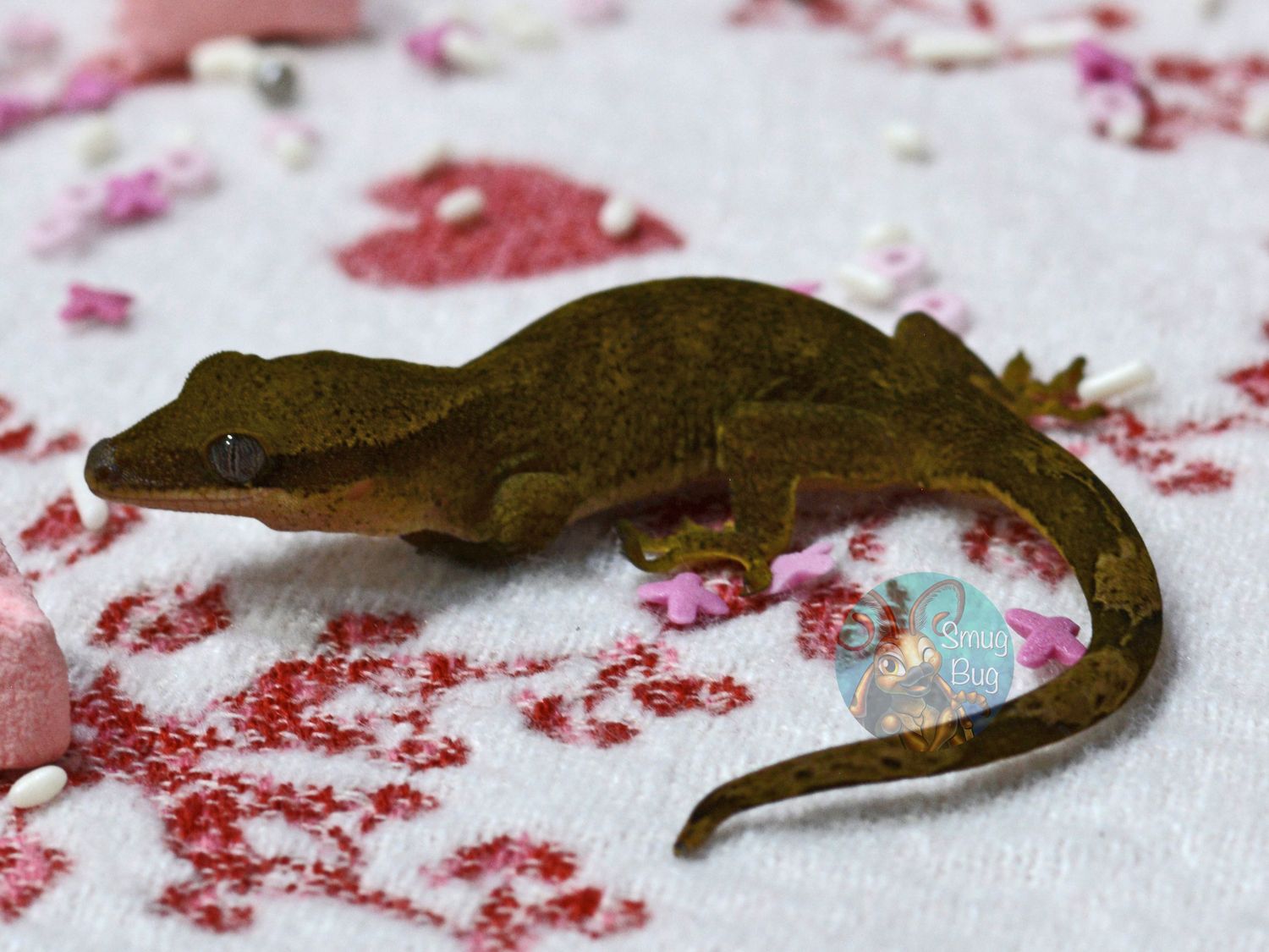 "Barred Owl" Pure Line Patternless Sarasinorum Possible Female