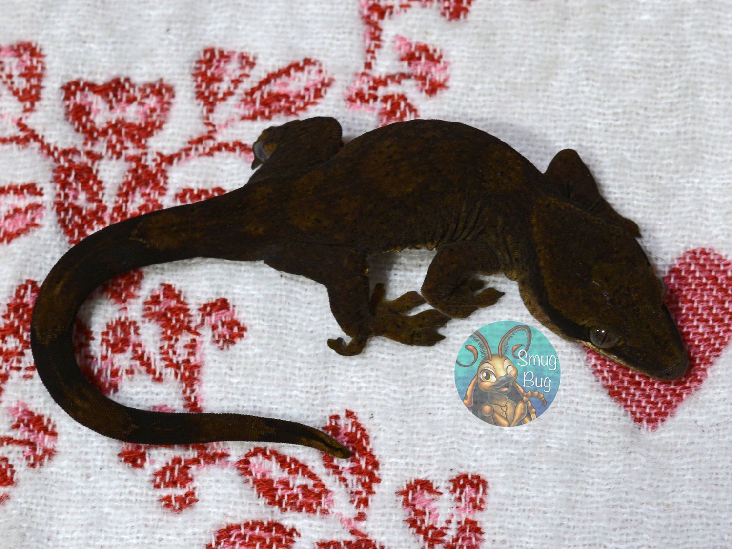 "Dark Eyed Junco" DARK patternless probable female pure sarasinorum