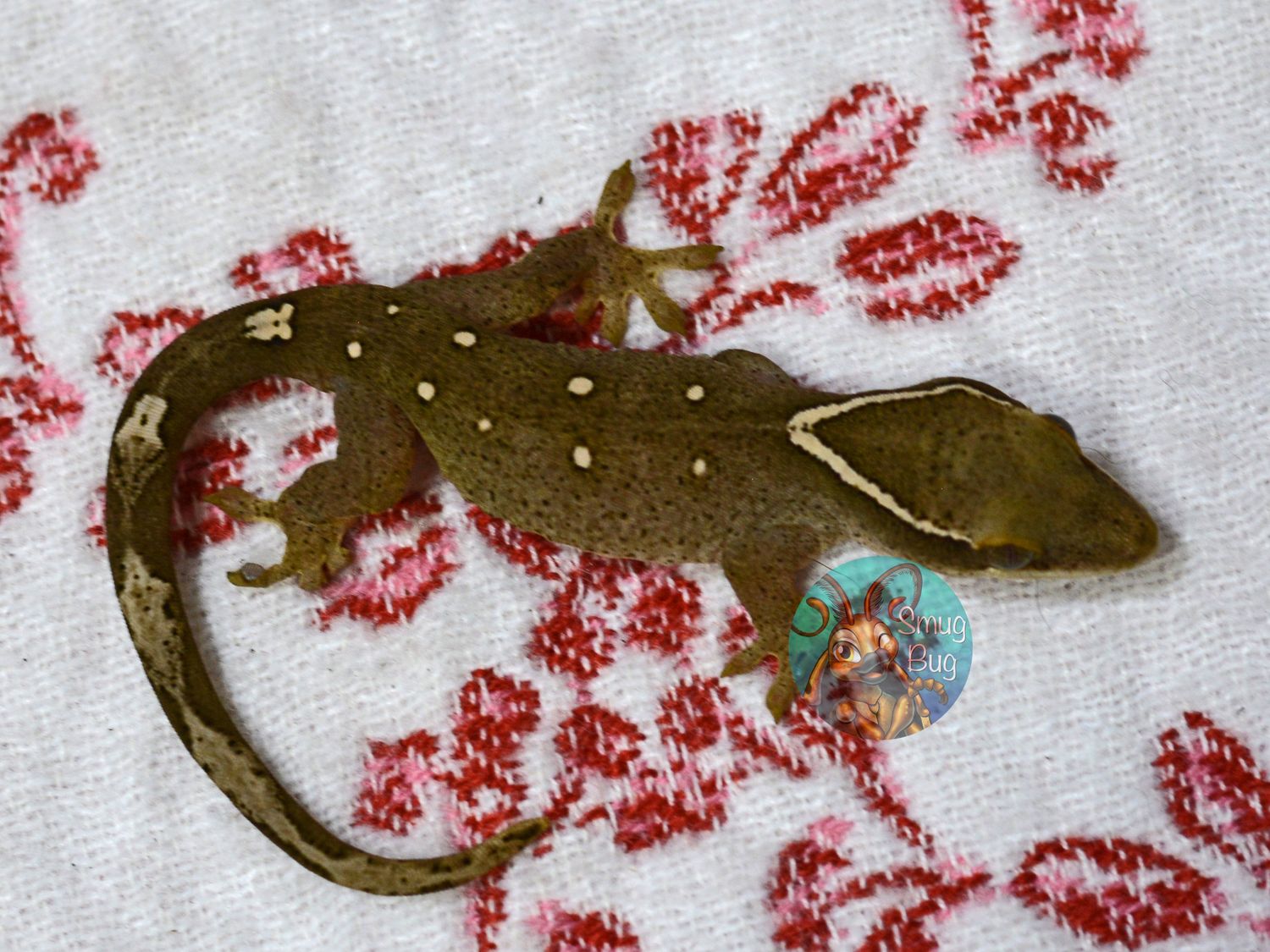 "Eastern Spinebill" Pure Sarasinorum Dark Line 9 Spot White Collar Possible Male Gecko