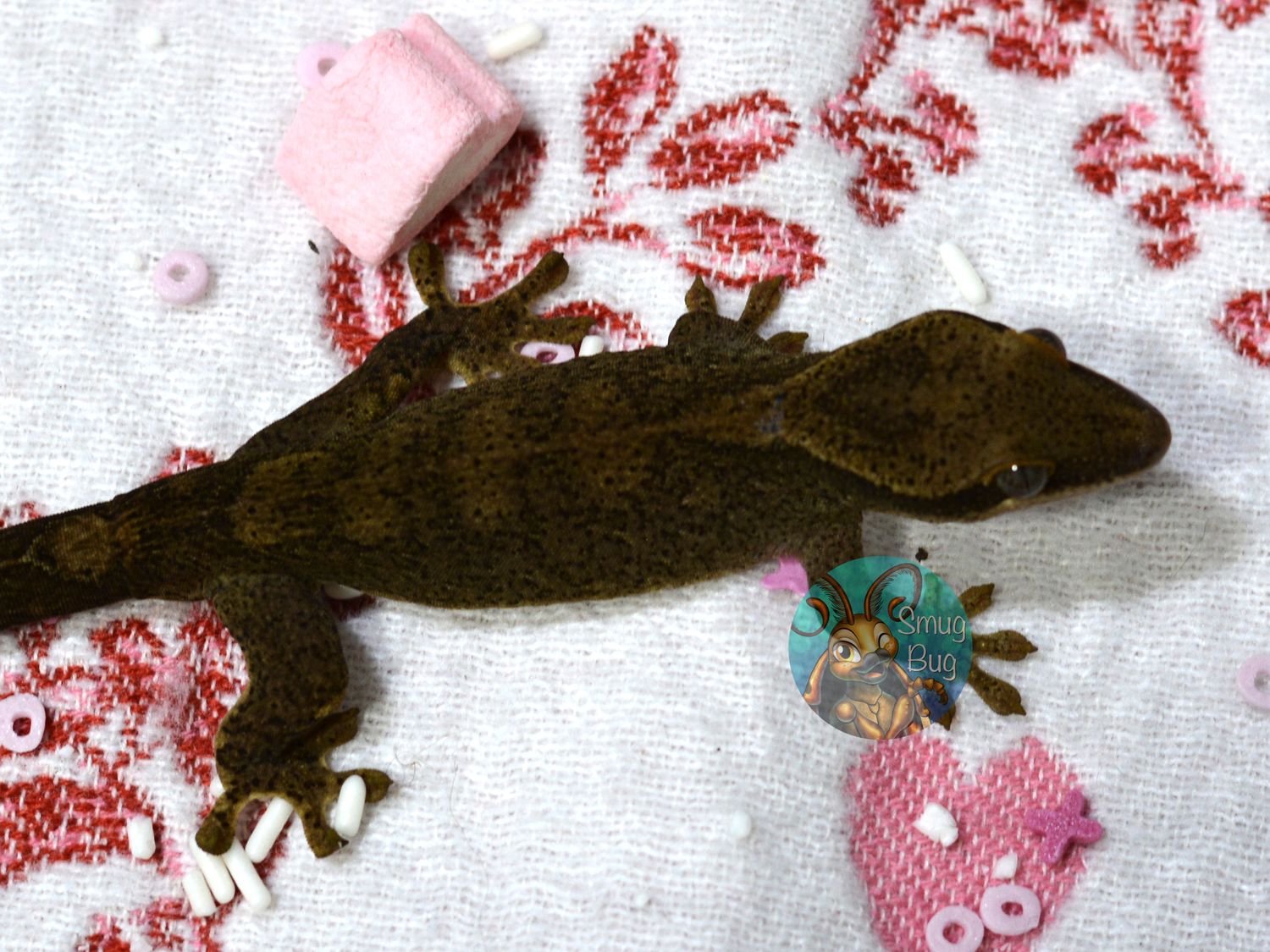 "Loon" Standard Patternless Subadult Female Pure Sarasinorum Gecko