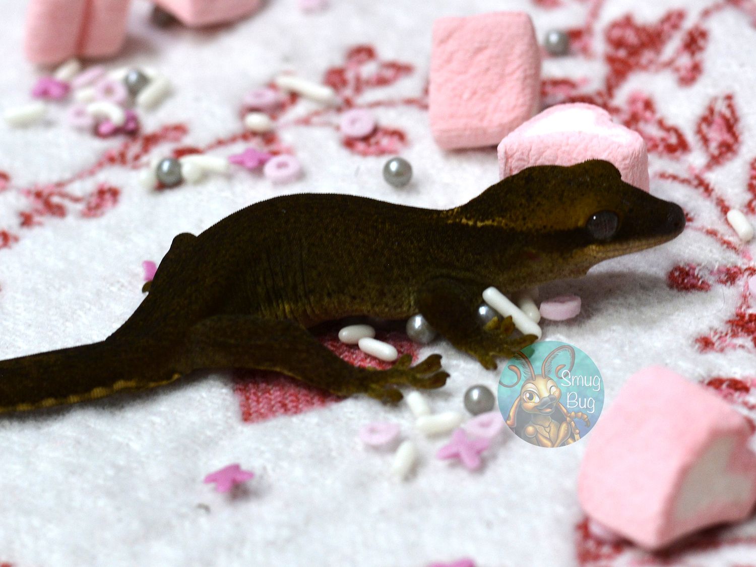 "Mourning Dove" Faint White Collar DARK Probable female Pure Sarasinorum Gecko