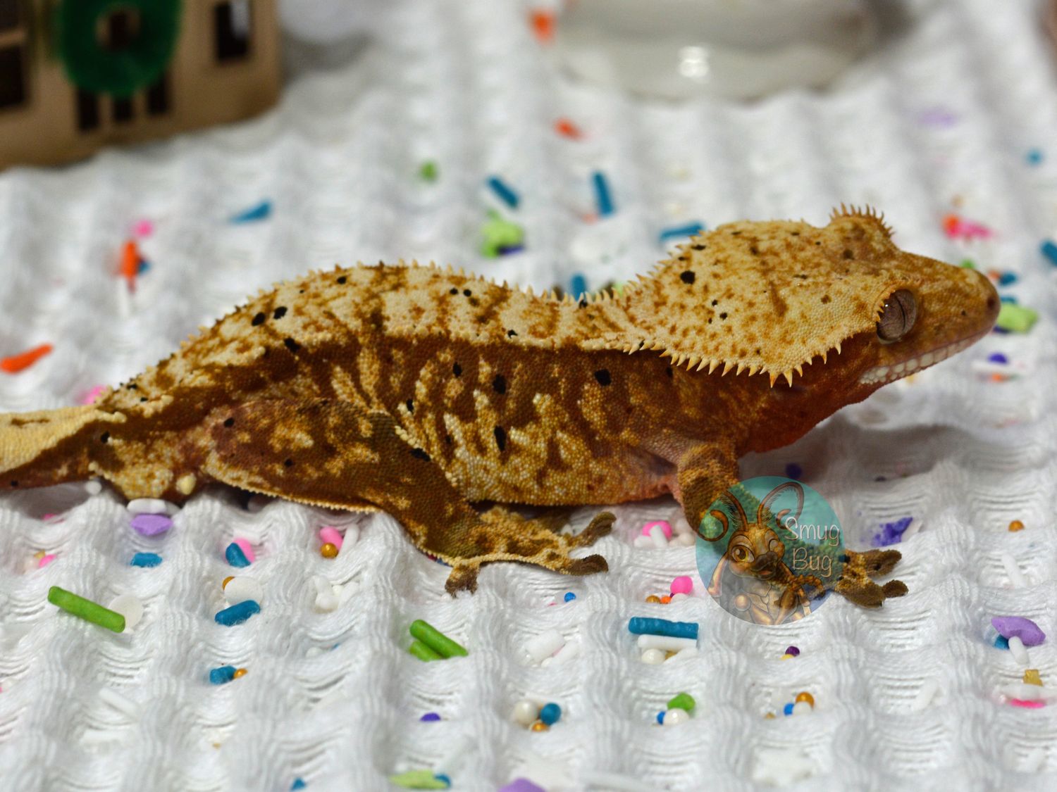 "Power Bottom" Adult Male Red Harlequin Dalmatian Crested Gecko