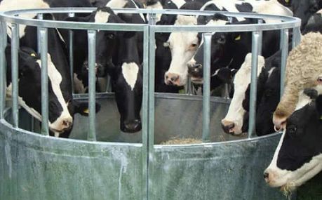 BATEMAN Heavy Duty Cattle Ring Feeder