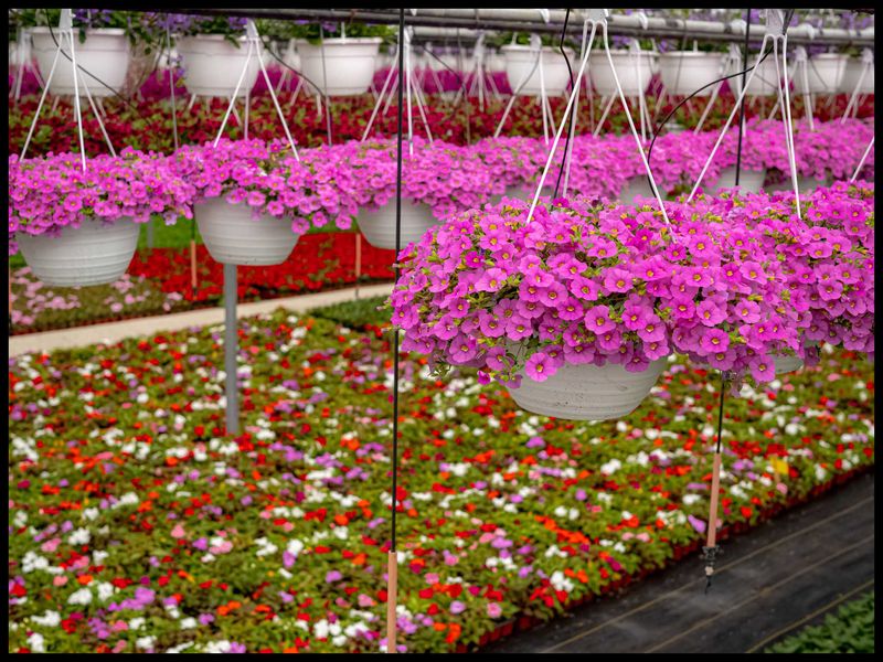 Whitepost Farms Plant Fundraiser