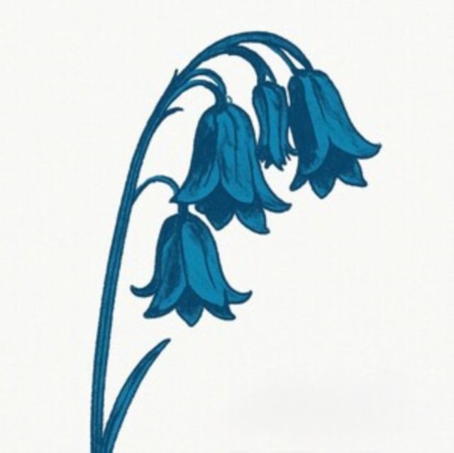 Bluebells Bluebells