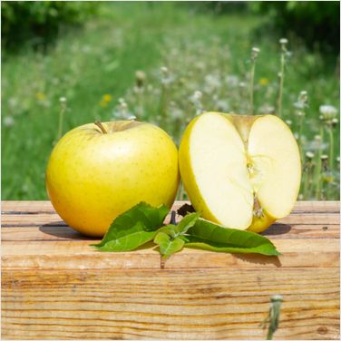 Braeburn Apfel,   Neue Ernte!   Altländer Äpfel Klasse I. zur Abholung oder Versand!