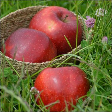 Red Jonaprince. zur Abholung oder Versand!