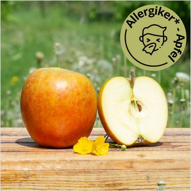 Holsteiner Cox Apfel. Altländer Äpfel Klasse I. zur Abholung oder Versand!