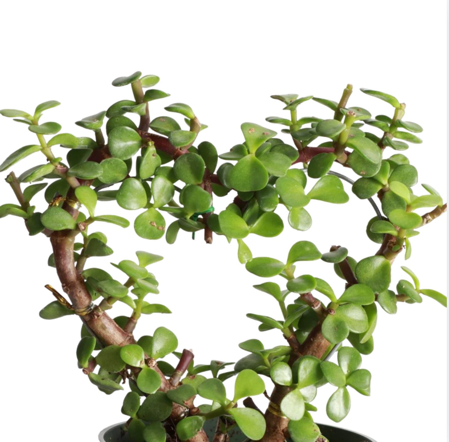 VALENTINE'S 'JADE HEART'