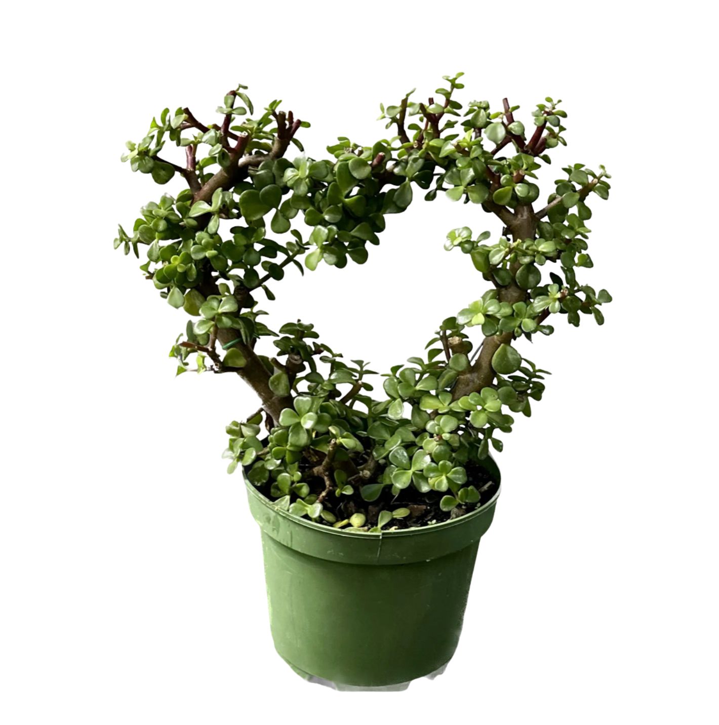 VALENTINE'S 'JADE HEART'