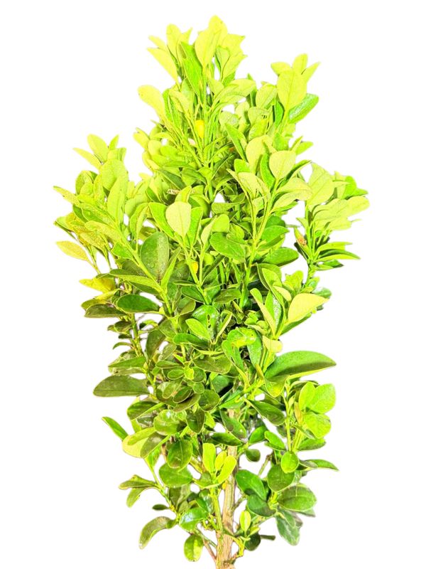 Citrofortunella Microcarpa "Dwarf Calamondin Orange" 30cmPot