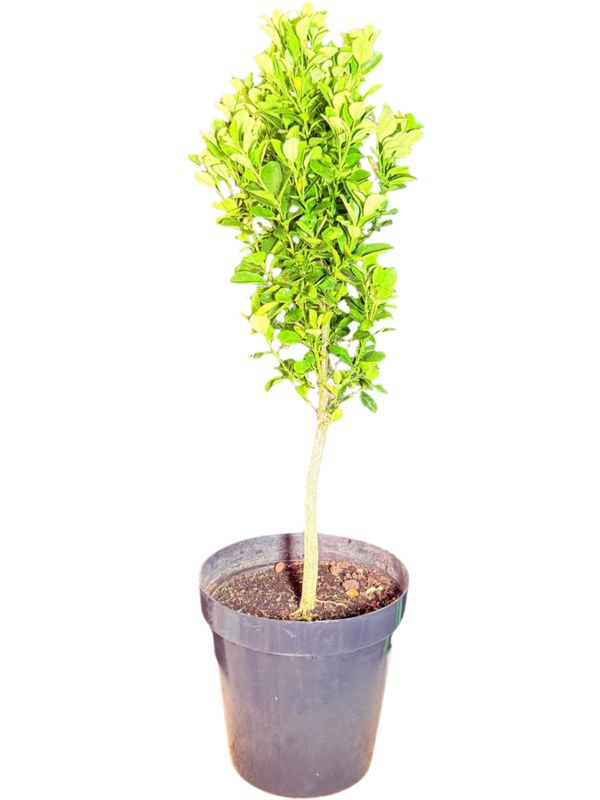 Citrofortunella Microcarpa "Dwarf Calamondin Orange" 30cmPot