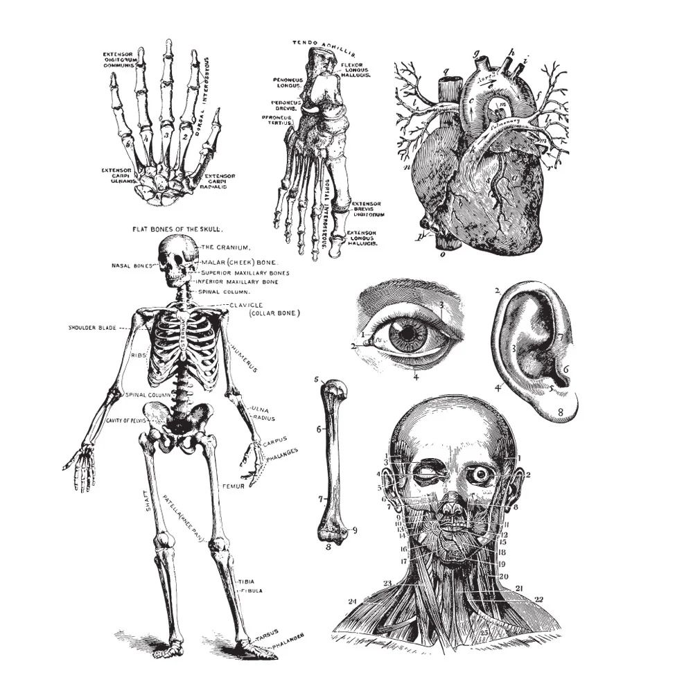 Stampers Anonymous - Tim Holtz - Cling Mount Stamp - Cadaverous