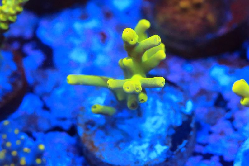 Yellow Smoothskin acro - Small