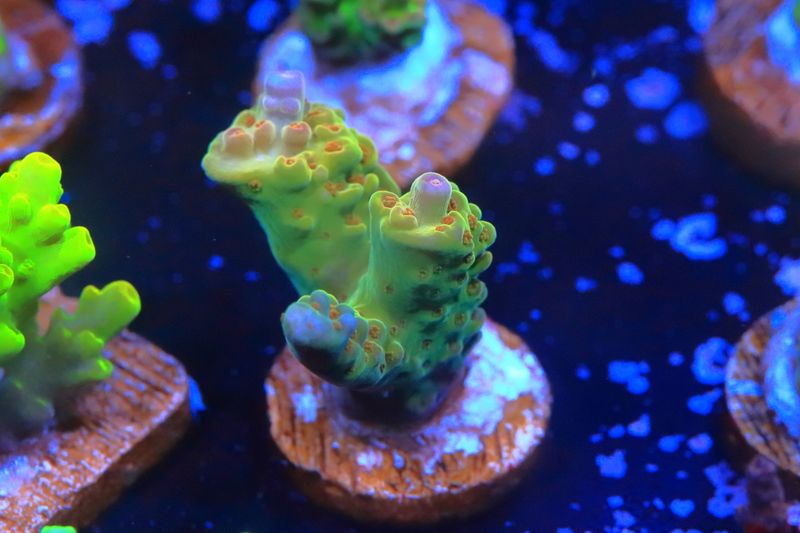 Purple Helmet, Orange pants acro WYSIWYG