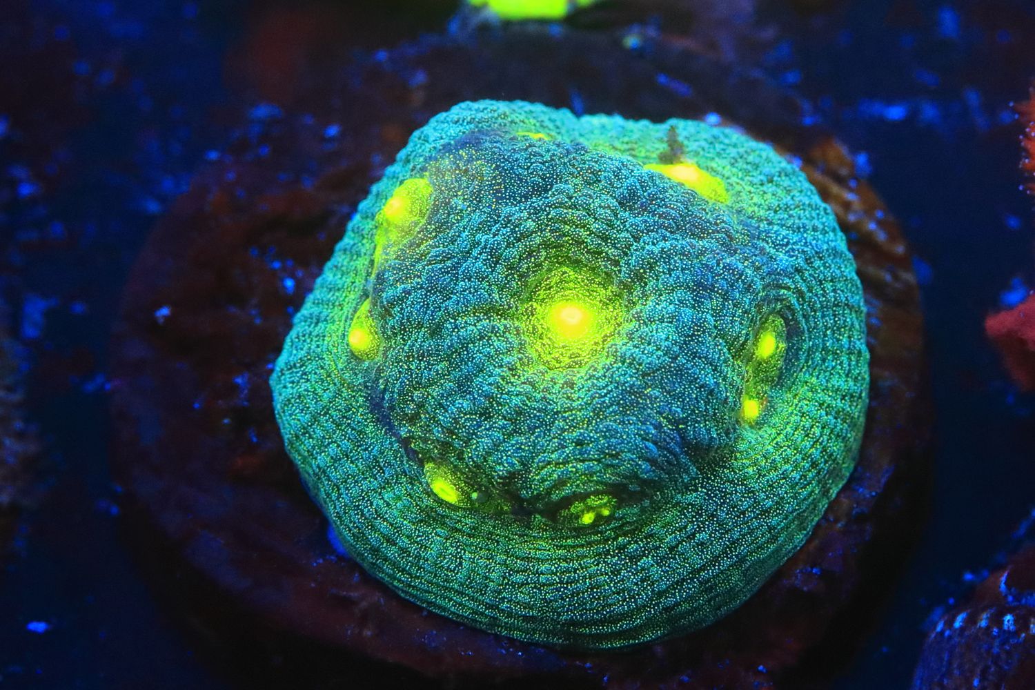 Yellow eye favia WYSIWYG