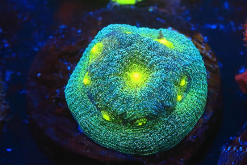 Yellow eye favia WYSIWYG