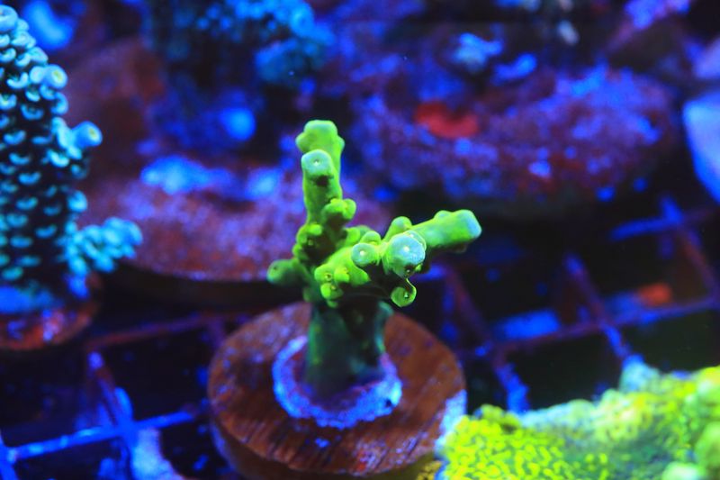 Green Loripes WYSIWYG