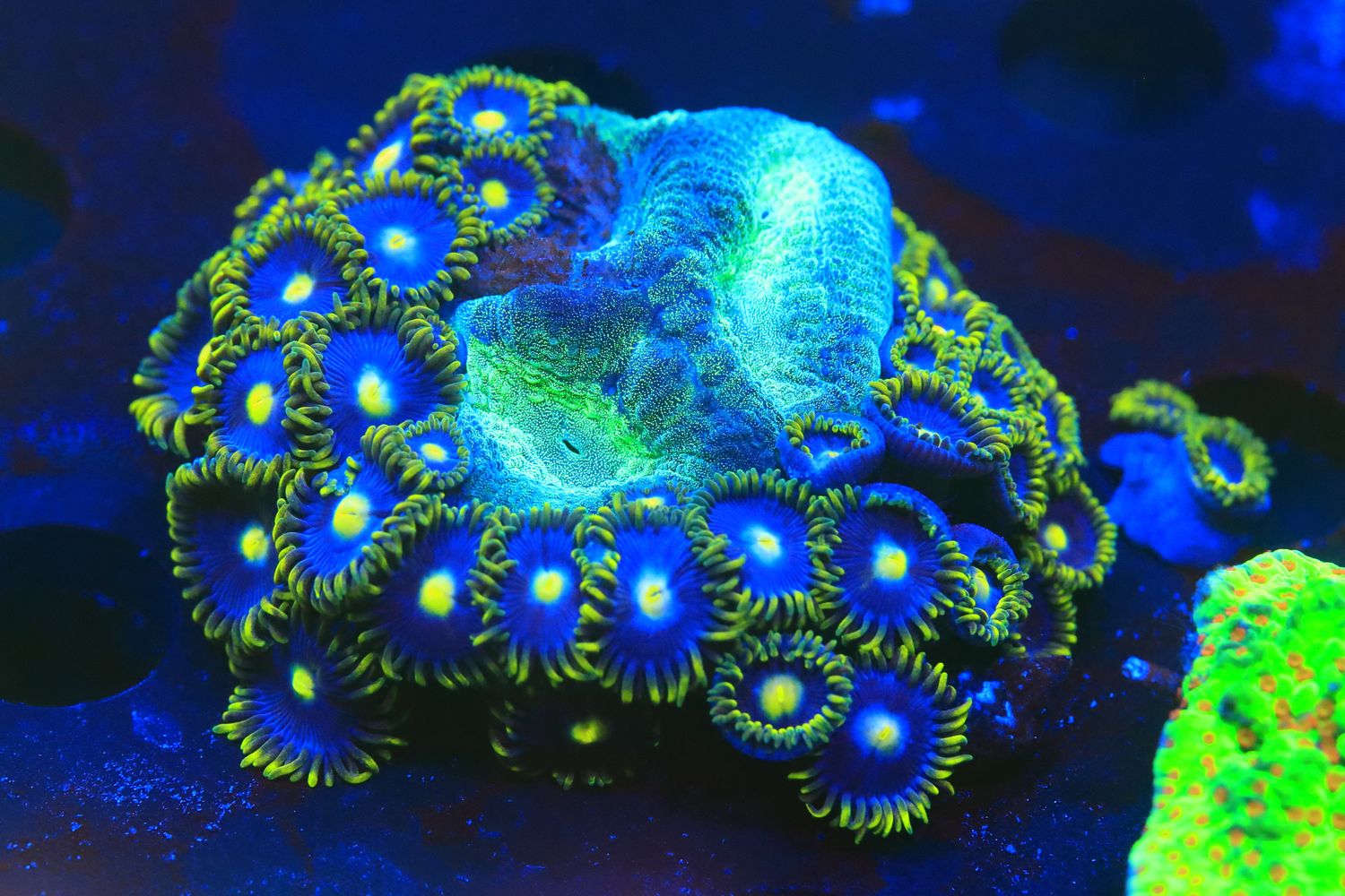 Polaris  favia  and zoa combo
