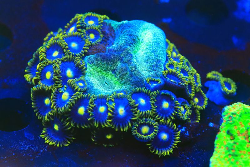 Polaris  favia  and zoa combo