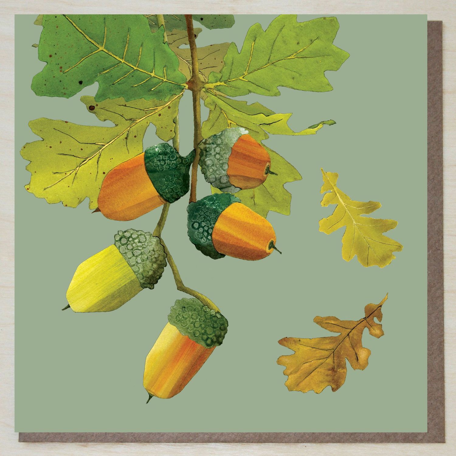 GWND464 Acorns GWND464 Acorns