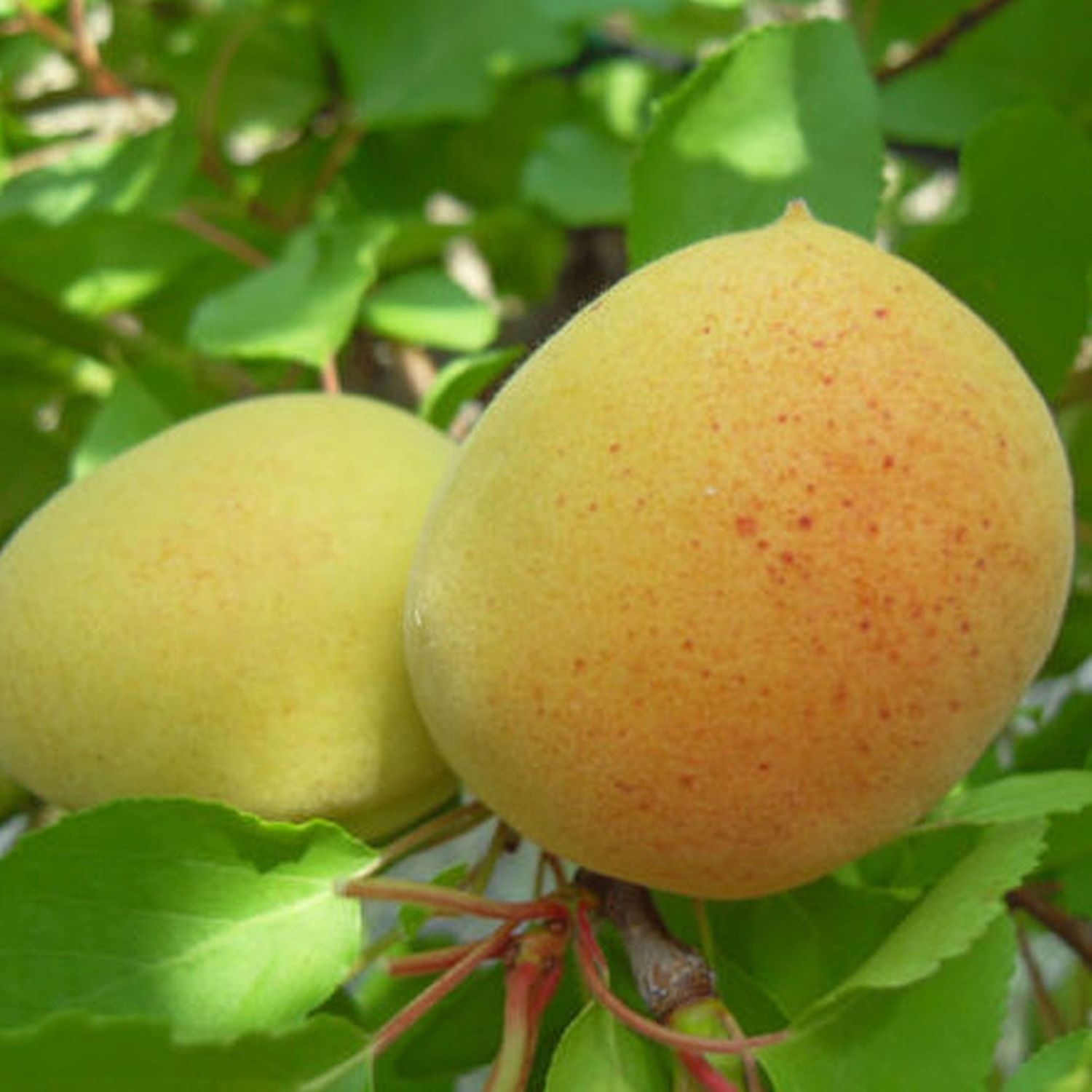 Albicocco Nano, Prunus armeniaca - In pack