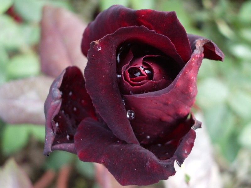 Rosa Rose, Grandi Fiori, Dama nera - In pack