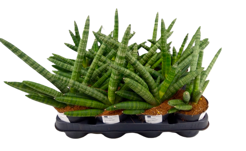 Sanseveria Cilindrica Handshake, Sansevieria cylindrica Handshake -  vaso Ø10 cm