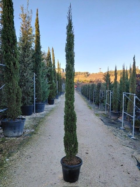 Cupressus Sempervirens, Cipresso Toscano, var. Totem - vaso Ø35 cm, H 200/220 cm