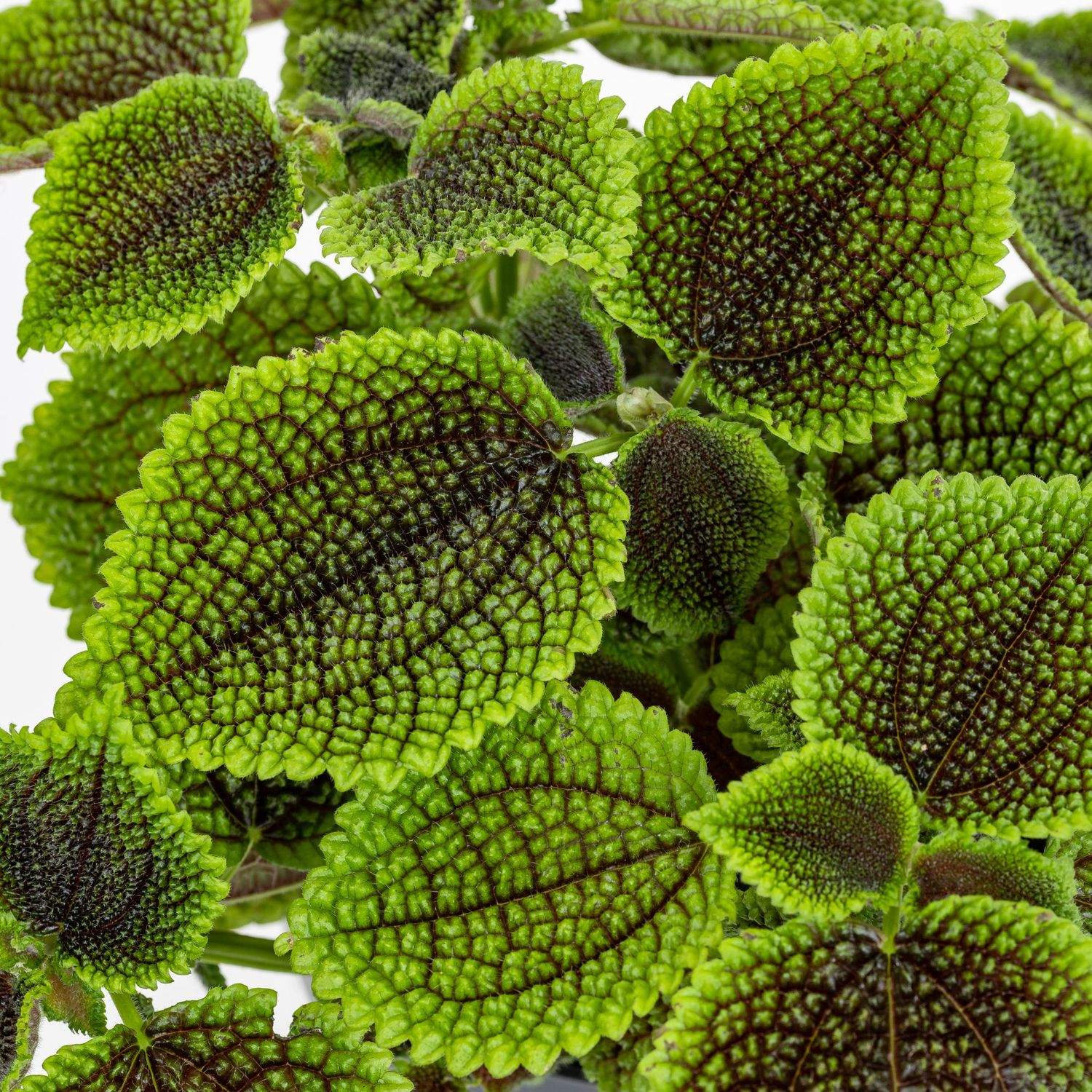 Pilea Mollis 'Moon Valley' - vaso Ø8 cm