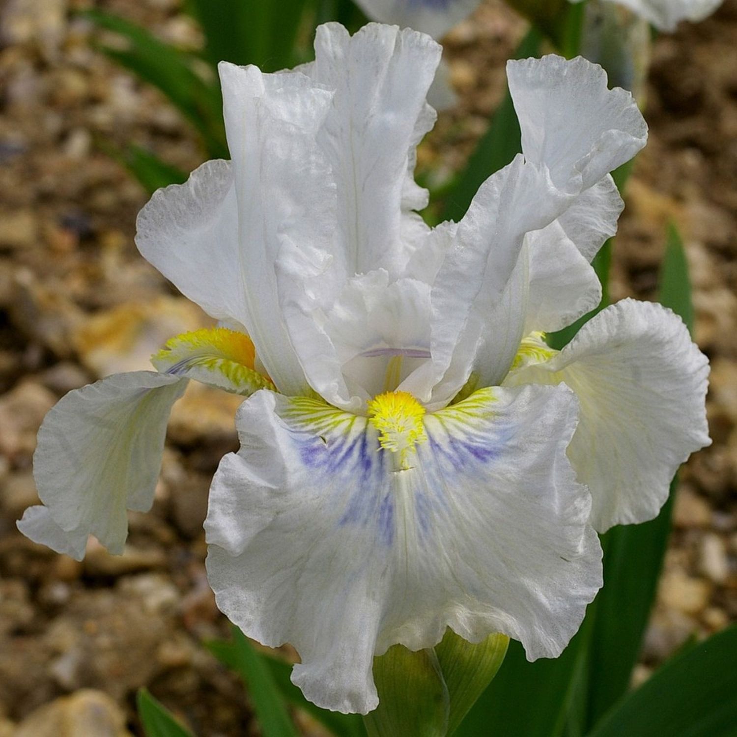 Iris Germanica 'Grindelwald' - vaso Ø17 cm Iris Germanica 'Grindelwald' - vaso Ø17 cm