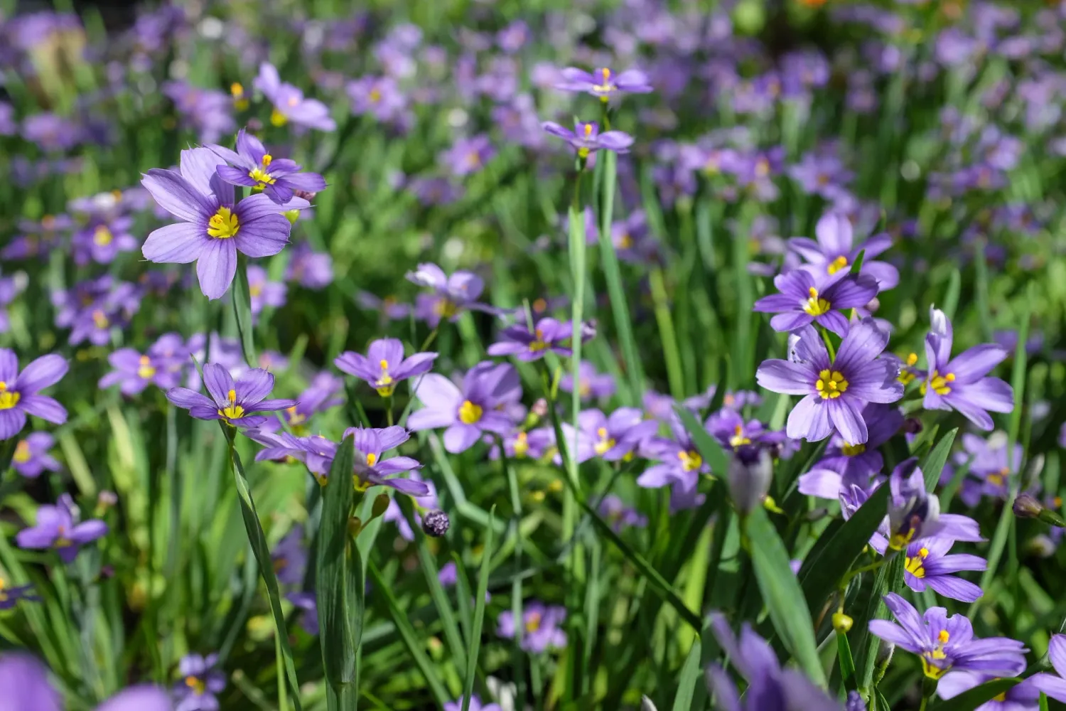 Sisyrinchium angustifolium Lucerne, occhio di bue - vaso Ø17 cm Sisyrinchium angustifolium Lucerne, occhio di bue - vaso Ø17 cm
