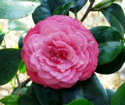 Camellia Japonica 'Sarah Frost', Camelia del Giappone - vaso Ø19 cm Camellia Japonica 'Sarah Frost', Camelia del Giappone - vaso Ø19 cm