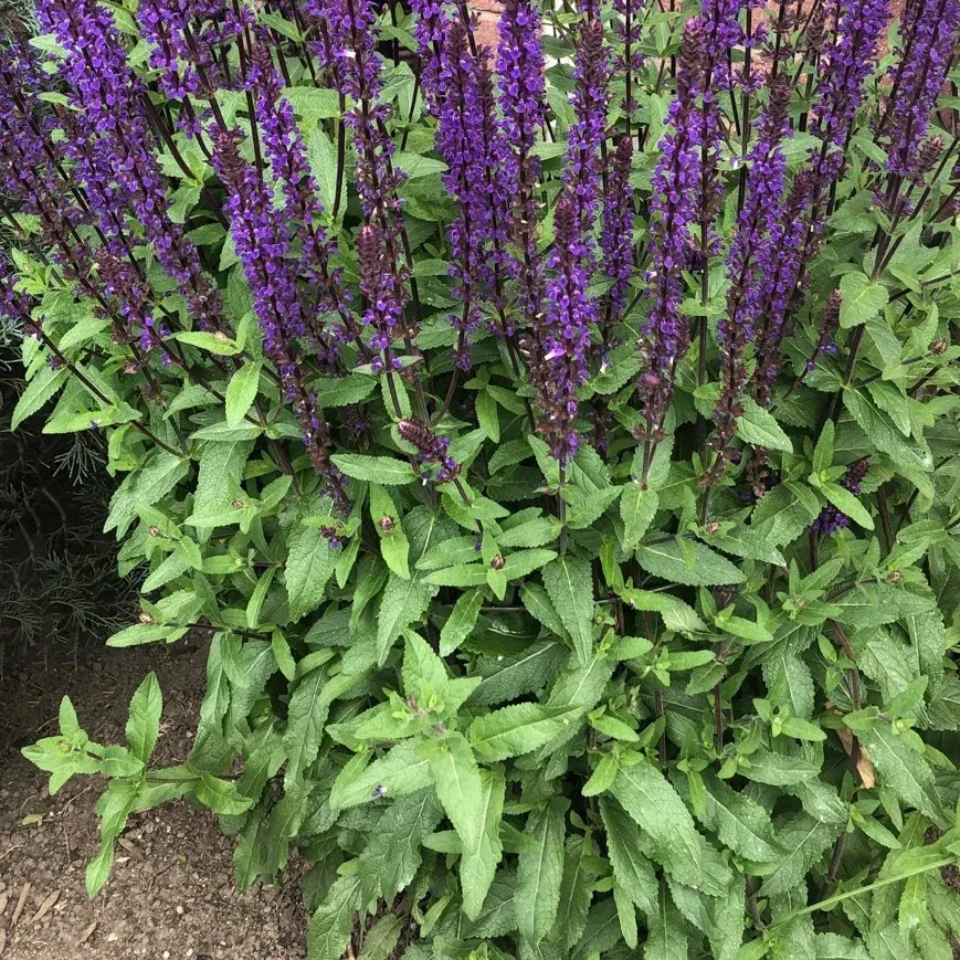 Salvia nemorosa ' Caradonna ' - vaso Ø17 cm Salvia nemorosa ' Caradonna ' - vaso Ø17 cm