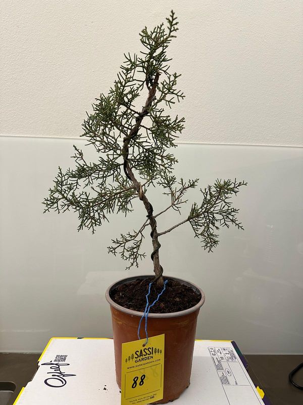 Ginepro fenicio Pezzo Unico n. 88 - h 40 cm PREBONSAI, BONSAI Ginepro fenicio Pezzo Unico n. 88 - h 40 cm PREBONSAI, BONSAI
