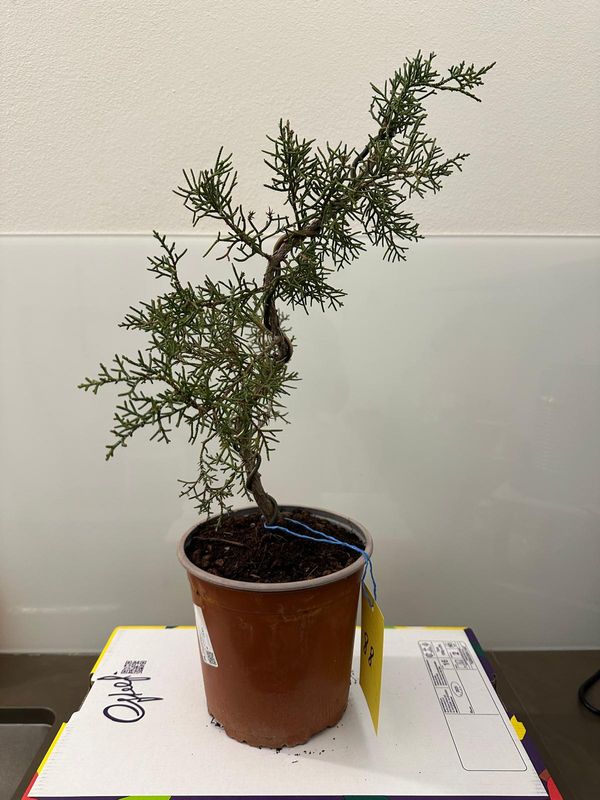 Ginepro fenicio Pezzo Unico n. 88 - h 40 cm PREBONSAI, BONSAI