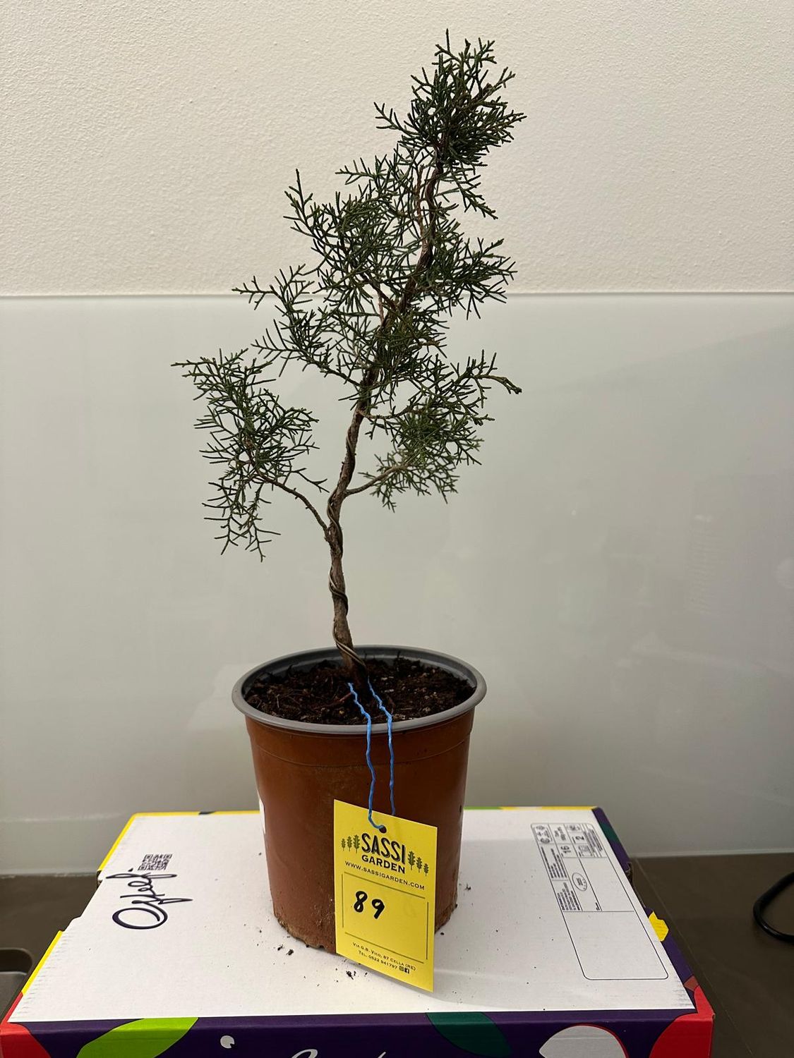 Ginepro fenicio Pezzo Unico n. 89 - h 40 cm PREBONSAI, BONSAI