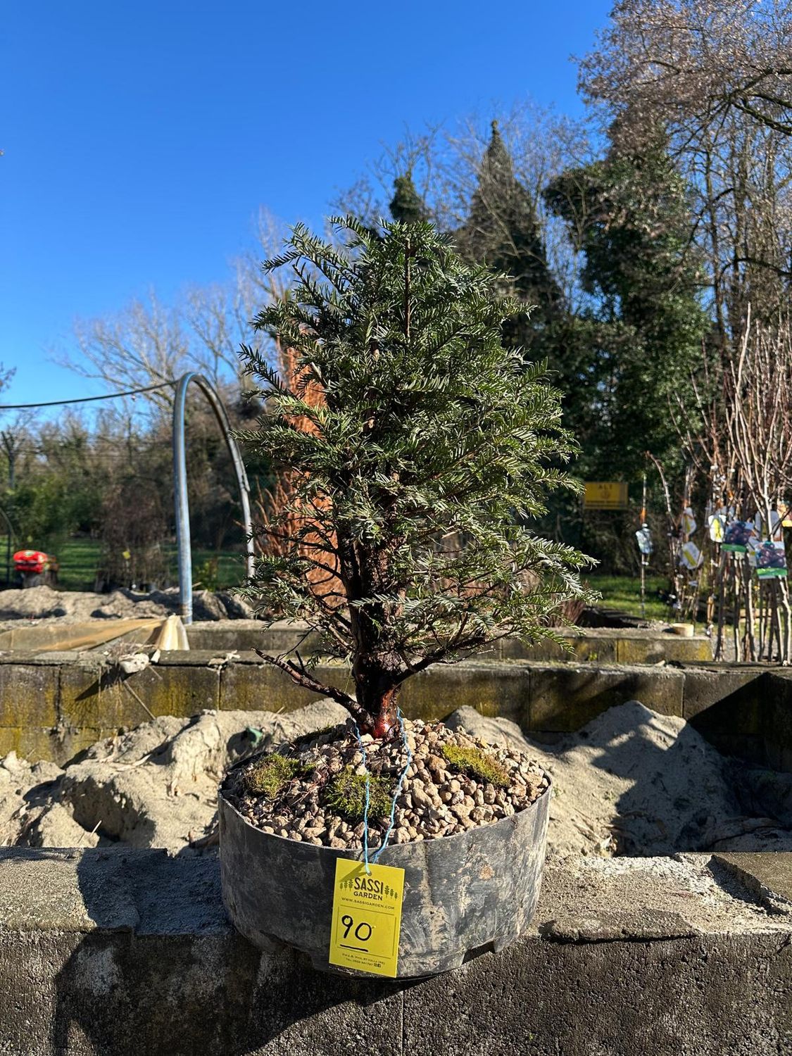 Tasso, Taxus baccata, Pezzo Unico n. 90 - h 70 cm PREBONSAI, BONSAI