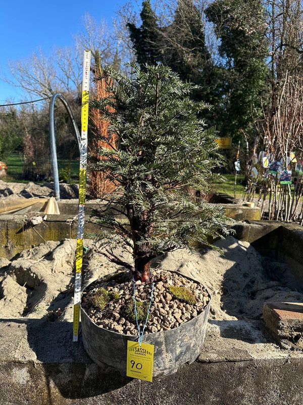 Tasso, Taxus baccata, Pezzo Unico n. 90 - h 70 cm PREBONSAI, BONSAI