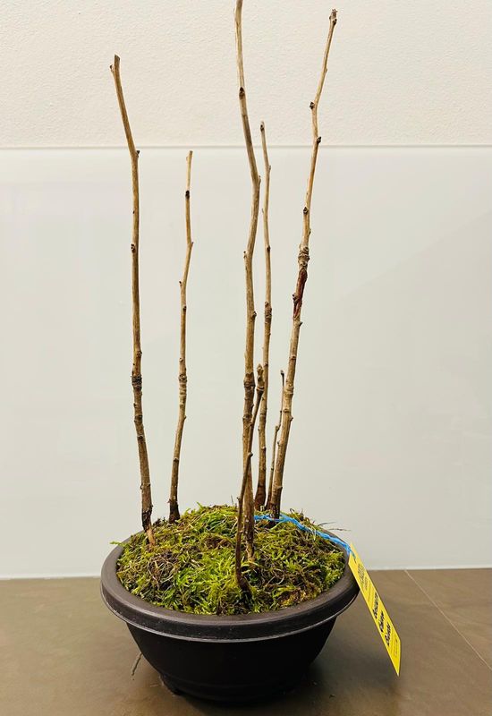 Boschetto di Ginkgo biloba - vaso bonsai in plastica effetto gres 30x24 cm h 10 cm, PREBONSAI, BONSAI