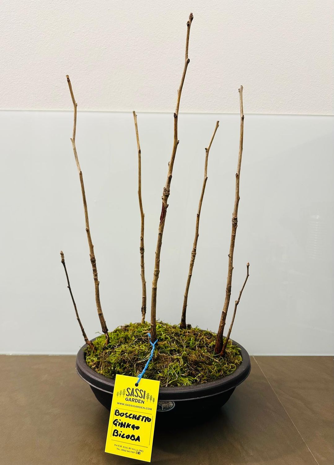 Boschetto di Ginkgo biloba - vaso bonsai in plastica effetto gres 30x24 cm h 10 cm, PREBONSAI, BONSAI