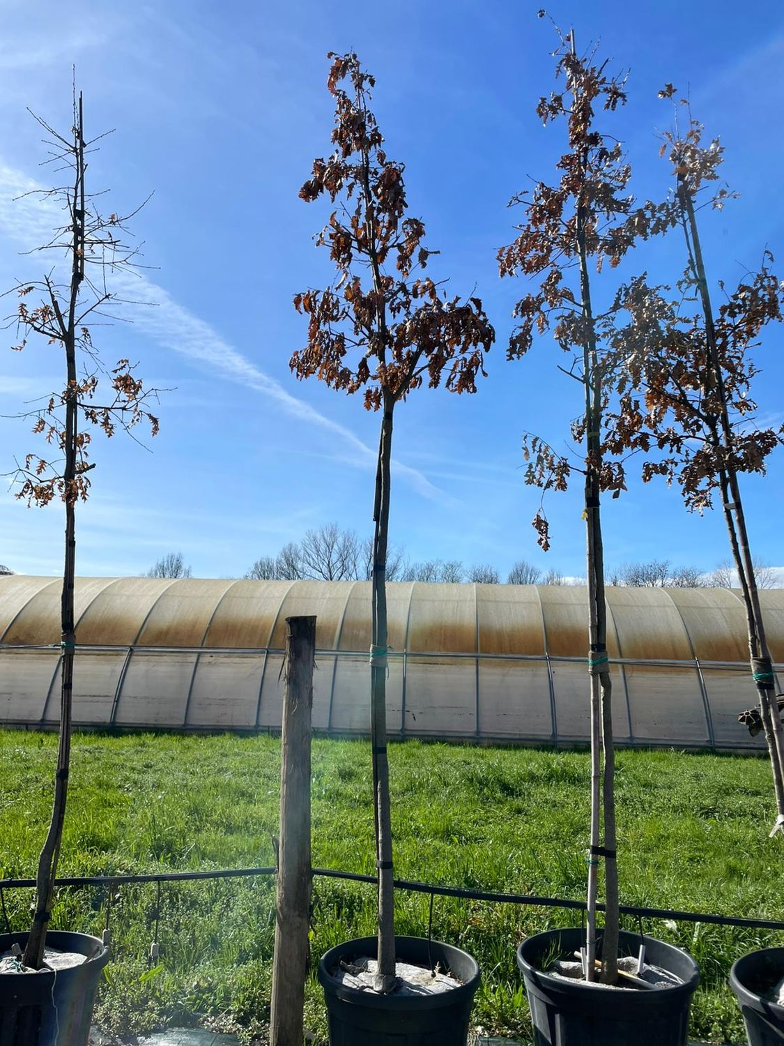 Quercus cerris, Cerro - diametro 14 cm