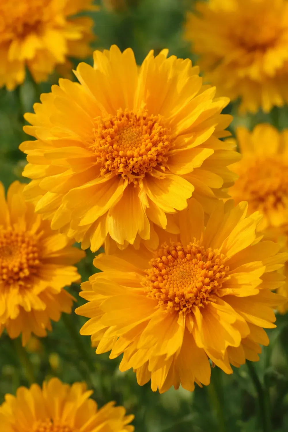 Coreopsis grandiflora 'Early Sunrise' - vaso Ø18 cm