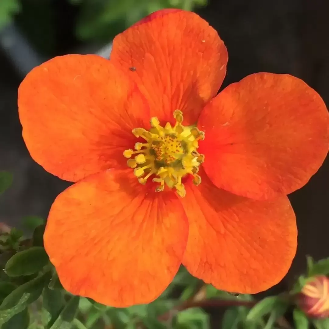 Potentilla fruticosa 'Hopleys' - vaso Ø18 cm