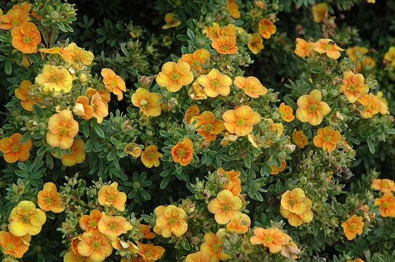 Potentilla fruticosa 'Mango Tango' - vaso Ø18 cm